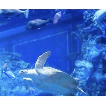 【aqua plan】鳥羽水族館で叶う結婚式